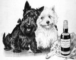 Black & White Whisky